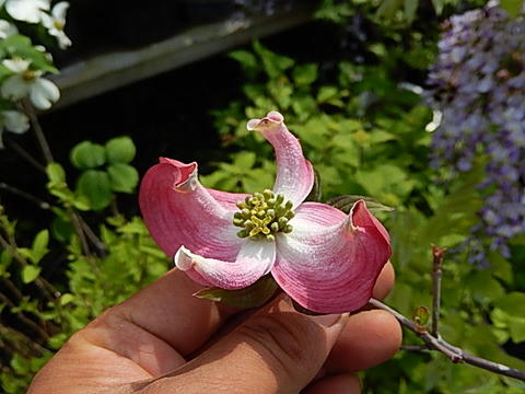 楽天市場 ハナミズキ21年開花苗花水木 4種セット アップルブロッサムハナミズキレッドジャイアントクラウドナイン ジュニアミス高さ 50センチ 60センチ前後 園芸百貨店何でも揃うこぼんさい