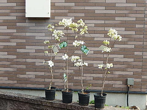 楽天市場】ハナミズキ2025年開花苗4種類のハナミズキが楽しめます