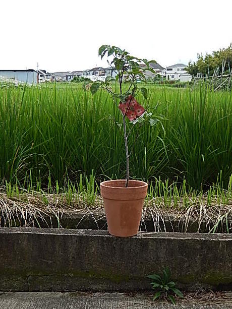 楽天市場 21年開花のハナミズキ 鉢花 ハナミズキ鉢植え 鉢植え花水木 4月頃開花 園芸百貨店何でも揃うこぼんさい