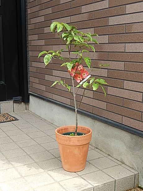 楽天市場 21年開花のハナミズキ 鉢花 ハナミズキ鉢植え 鉢植え花水木 4月頃開花 園芸百貨店何でも揃うこぼんさい