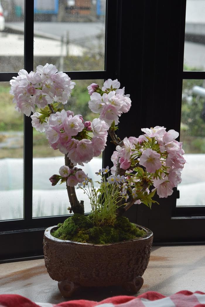 楽天市場】桜のお花見を楽しむ【2025年4月頃開花予定】自宅でお