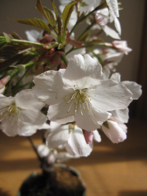 楽天市場 ベランダでもリビングでも 桜を見る盆栽 有明桜 白の一重咲き17年花芽付の桜盆栽となります 海外でも Bonsai ボンサイと言います 鉢植え 園芸百貨店何でも揃うこぼんさい