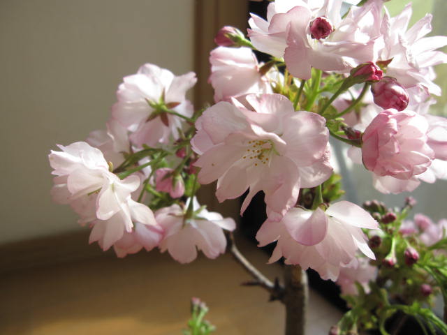 自宅でお花見桜盆栽桜の方舟桜盆栽豪華桜3種桜寄せ植え桜盆栽 21年花芽付の桜盆栽となります 送料無料海外でも Bonsai ボンサイと言います Solga Sowa Pl