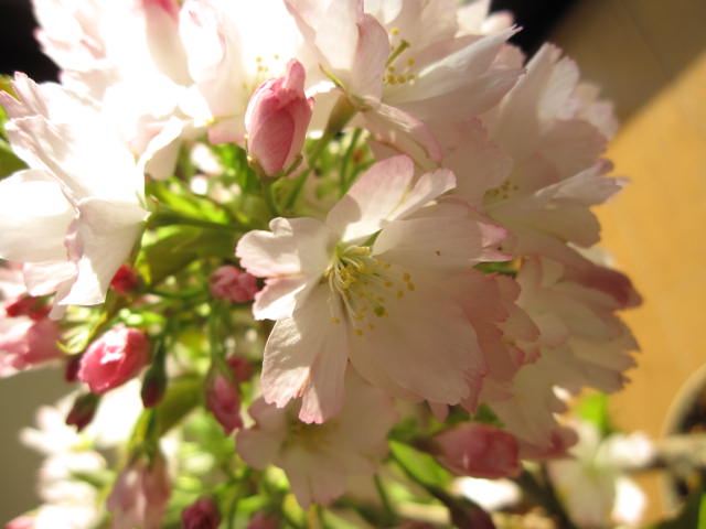 自宅でお花見桜盆栽桜の方舟桜盆栽豪華桜3種桜寄せ植え桜盆栽 21年花芽付の桜盆栽となります 送料無料海外でも Bonsai ボンサイと言います Solga Sowa Pl
