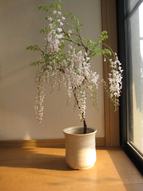 希少！清楚で上品な白藤苗！ジャコウ藤！花目付き！送料無料！ 希少！清楚で上品な白藤苗！ジャコウ藤！花目付き！送料無料！の