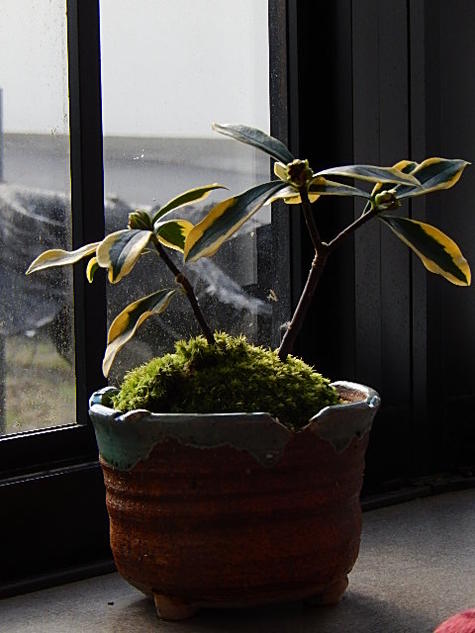 楽天市場 沈丁花 ジンチョウゲ鉢植え花の香りがいいかおりがします 開花は21年 自然の香水 沈丁花信楽鉢入り開花鉢植え 覆輪沈丁花 前島 園芸百貨店何でも揃うこぼんさい