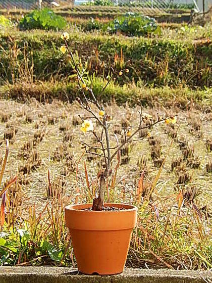 楽天市場】2025年1月から2月頃に開花花芽有り蝋梅満月ロウバイ