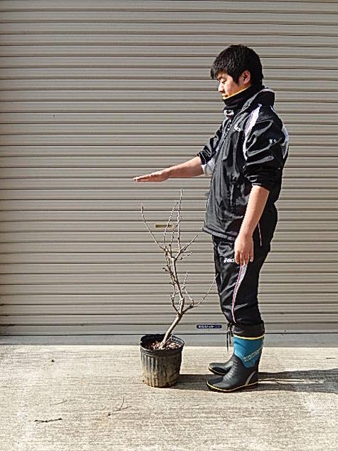 2026年4月に開花藤の中では一番長い房です　九尺藤苗幹太5年物藤苗木九尺藤の苗なります。　九尺フジ苗｜園芸百貨店何でも揃うこぼんさい