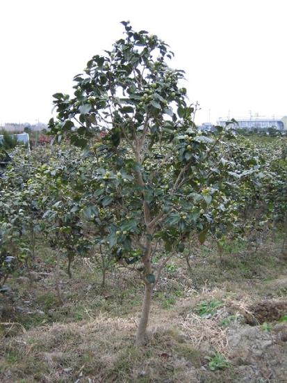 楽天市場 椿庭木絵日傘椿 ツバキ 大苗 樹齢約２０年 園芸百貨店何でも揃うこぼんさい