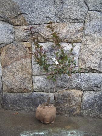 楽天市場 愛知県佐藤椿園産 椿庭木 送料無料 ツバキ 椿 ナイトライダー椿 黒椿 園芸百貨店何でも揃うこぼんさい