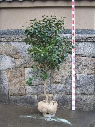 楽天市場 愛知県佐藤椿園産 椿庭木 送料無料 ツバキ 椿 陣屋の椿 園芸百貨店何でも揃うこぼんさい