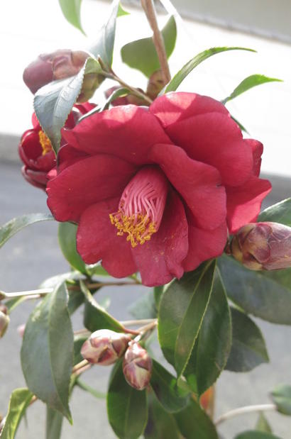 楽天市場 花苗 庭木 ツバキ 椿 黒椿 園芸百貨店何でも揃うこぼんさい