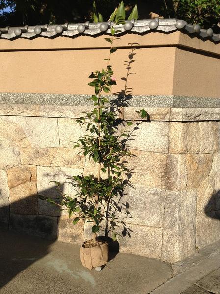 マサ様 椿/６本【西王母】根付き 苗 サクラピンク 桃色 苗木 茶花 蕾付き マサ様 椿/6本【西王母】根付き 苗 サクラピンク 桃色 苗木 茶花 蕾