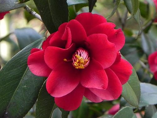 楽天市場】【現品発送M3189】椿（ツバキ）八重黒椿（ヤエクロツバキ）5