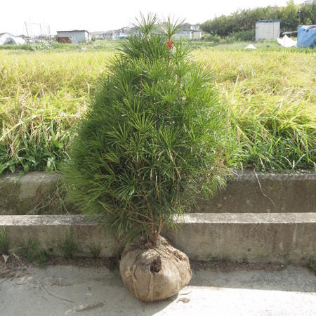 楽天市場 高野槙 高野槙 悠仁さまのお印としても有名な 高野槇 大苗サイズ 園芸百貨店何でも揃うこぼんさい 楽天市場 高野槙 高野槙 悠仁さまのお印としても有名な 高野槇 大苗サイズ 園芸百貨店何でも揃うこぼんさい