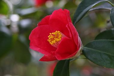 楽天市場 愛知県佐藤椿園産 椿庭木 送料無料 ツバキ 椿 陣屋の椿 園芸百貨店何でも揃うこぼんさい