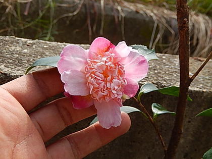 楽天市場】【送料無料】 【鉢植え】 【山茶花】サザンカ 御所車 : 園芸