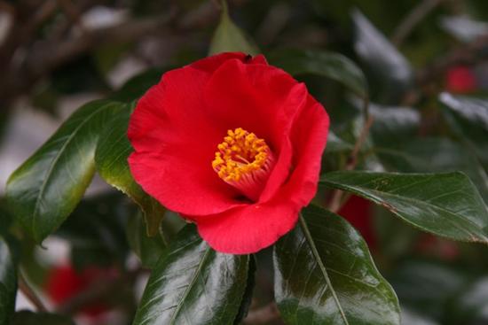 楽天市場 接ぎ木椿庭木友好の光椿 ツバキ愛知県佐藤椿園で丹精込めて 育てられた椿の苗です 園芸百貨店何でも揃うこぼんさい