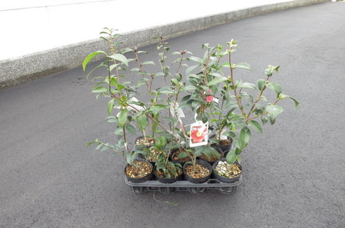 2026年開花苗 【庭木】 【ツバキ】【椿】　 お買い得ツバキ　１０本セット　挿し木 送料無料