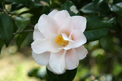 羽衣　椿 shi01.jpg