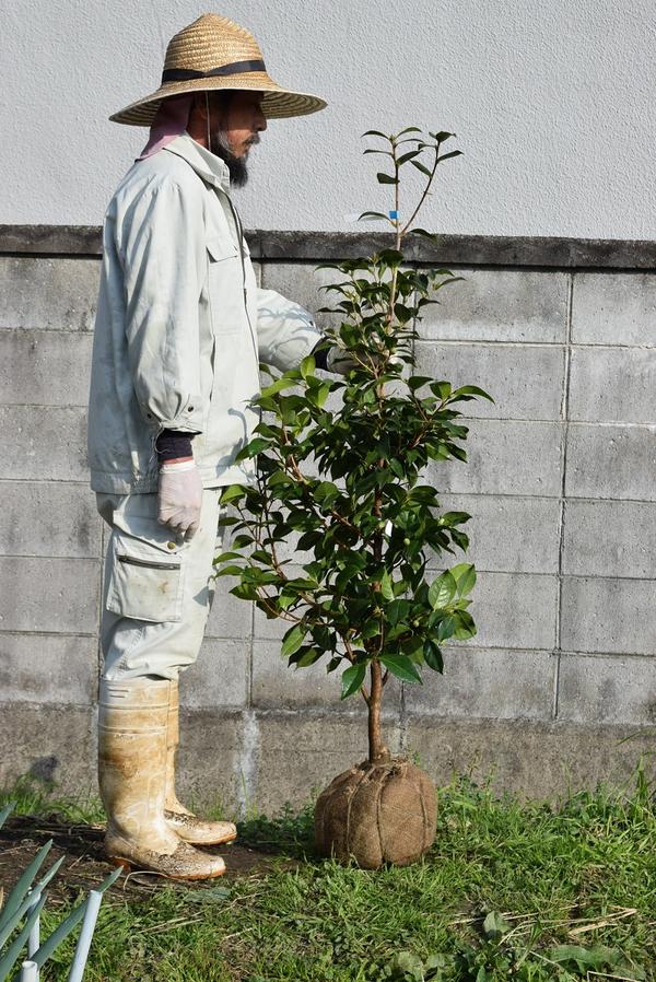 接ぎ木苗椿 椿庭木椿苗大苗【ツバキ】椿 \u003cBR\u003e友の浦椿大苗椿 椿の苗この大いさはめずらしい大苗大いさ
