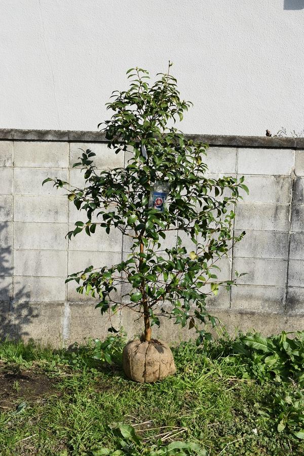 楽天市場】椿庭木絵日傘椿 ツバキ 大苗 樹齢約20年 : 園芸百貨店