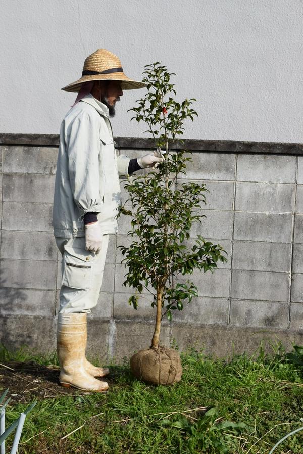 椿大苗白芯卜伴　(はくしんぼくはん)　接ぎ木8年物 椿苗 椿大苗ツバキ つばき苗木椿 苗　150センチ前後の大きいサイズの椿です 26,250円