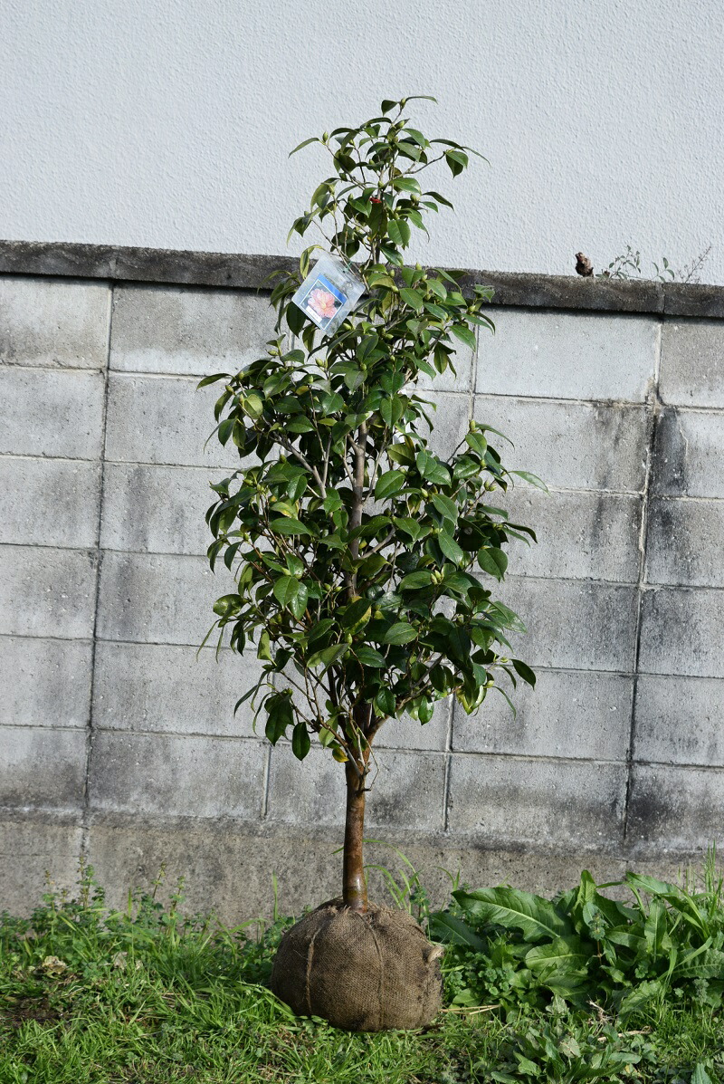 楽天市場】接ぎ木苗椿 椿庭木椿苗大苗【ツバキ】椿 友の浦椿大苗椿 椿