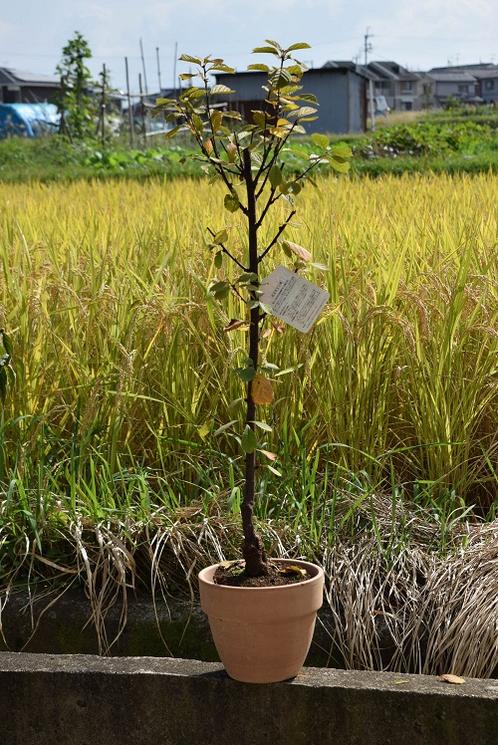 楽天市場 ユスラ梅鉢植えゆすらうめ 赤実ユスラウメ食用としても人気のゆすら梅 園芸百貨店何でも揃うこぼんさい