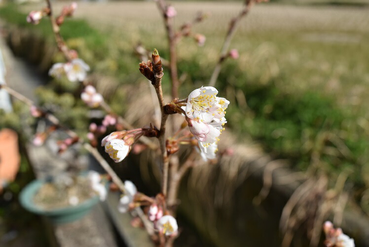 21年4月に開花のあとに 実がなるサクランボ 花も実も楽しめる鉢植 さらに実は食べれます暖地さくらんぼ サクランボ鉢植え サクランボの収穫ができます Napierprison Com