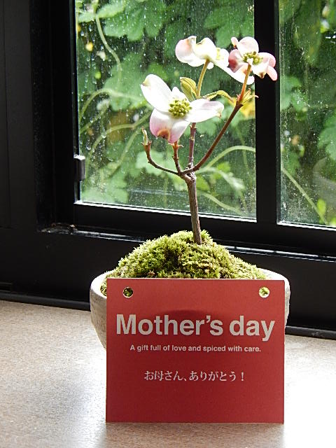 楽天市場 ハナミズキのお好きな方に贈り物として21年4月頃開花ハナミズキ鉢花花水木 ミニサイズの花ミズキです 園芸百貨店何でも揃うこぼんさい