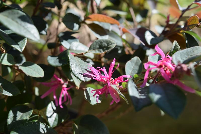 彼岸花　2024WS公認球２個セット 楽天市場】2023年10月開花 彼岸花 鉢植え リコリス 曼珠沙華