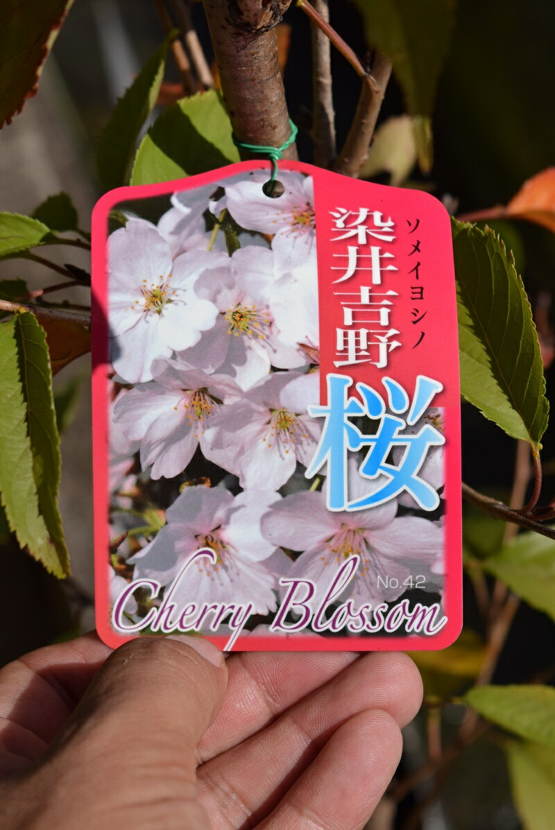楽天市場 植樹記念樹におすすめソメイヨシノ桜 21年４月開花苗故郷を桜で美しく桜の苗 染井吉野桜 庭木桜 ソメイヨシノ染井吉野桜の苗 入学 卒業 卒園 誕生などの記念樹にも人気のサクラです 園芸百貨店何でも揃うこぼんさい