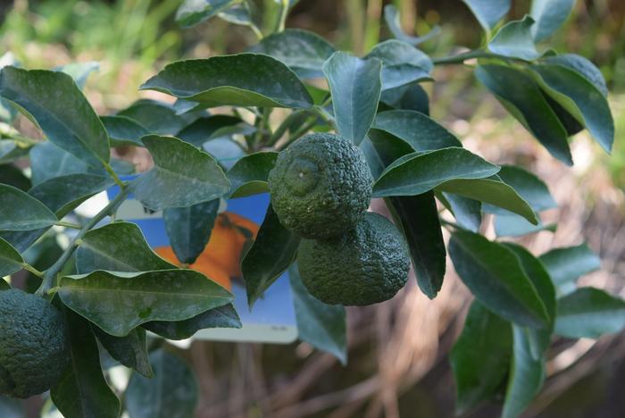 楽天市場 ユズ鉢植え 柚子風呂に入れる ゆず 育てる鉢植え 園芸百貨店何でも揃うこぼんさい