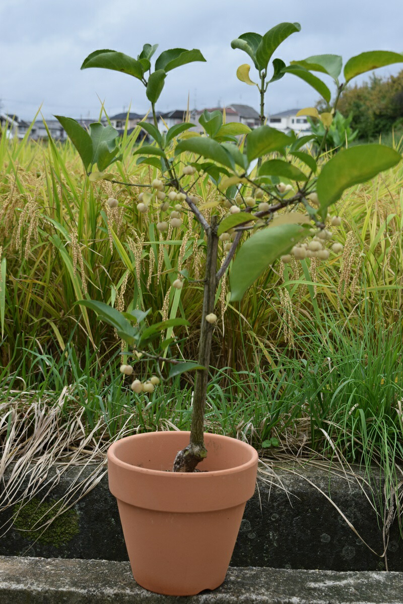 楽天市場 21年 新入荷 まゆみ鉢植え白マユミ 園芸百貨店何でも揃うこぼんさい