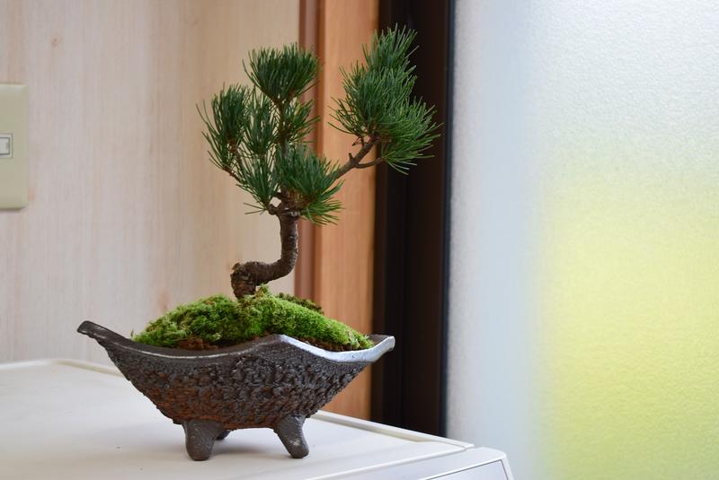 楽天市場】八房黒松盆栽 本格 黒松 盆栽 贈り物 プレゼント 八房性