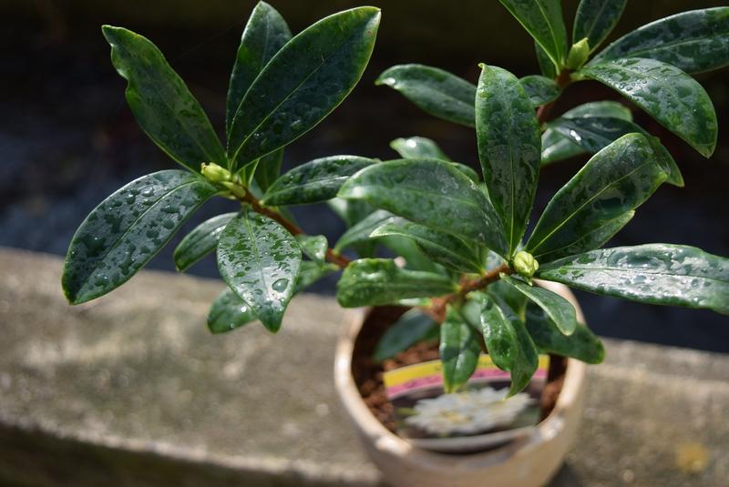 付届け21年歳3玉兎序でに咲きのジンチョウゲ鉢植え白さ沈丁ピーク花のにおいが可愛いかおりがします 開花は毎年三月 天然にの精油 沈丁花 Lanuitdessoudeurs Fr