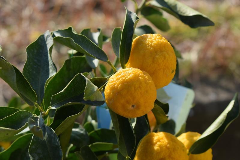 楽天市場 ユズ鉢植え 柚子風呂に入れる ゆず 育てる鉢植え 園芸百貨店何でも揃うこぼんさい