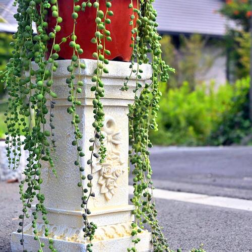 楽天市場】スタンディングガールD 置物 本格サイズオーナメント : 園芸