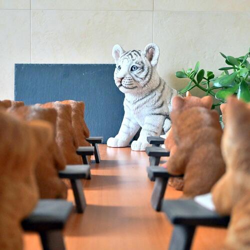 都立城山高校　2年7組　豆柴　子猫　ホワイトタイガー　置物小さい置物　こまごました置物玄関に飾ったり、お部屋に飾ったり。お庭や玄関先、台所やデスクにも置けます。プレゼントにもどうぞ。｜園芸百貨店何でも揃うこぼんさい