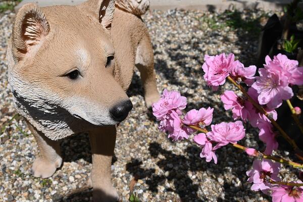 柴犬　タロー　 犬の置物　リアルな柴犬 お庭や玄関先に置くと目を惹きます。