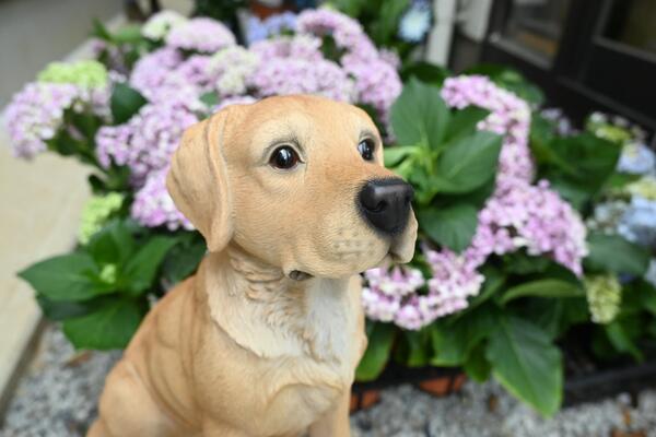 ティーカップ 犬 2個セット置物 お部屋にも合います かわいい置物 プレゼントにもどうぞ 犬の置物ラブラドールお庭や玄関 無料サンプルok 2個セット置物