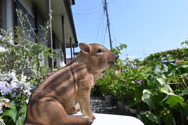 うりぼう イノシシ 猪の置物うりぼう かわいい置物 2個セット置物 兄弟 リッカロッカお庭や玄関