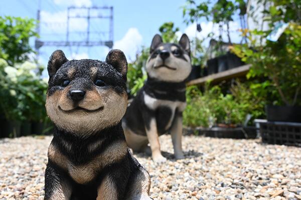 楽天市場】犬 勉強中 個セット置物 かわいい置物 犬の置物小さい置物