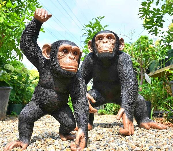 ブリキ缶　【大サイズ】アンティーク　OMO Micro Plus　チンパンジー 楽天市場】チンパンジーの置物 3つセット桶狭間かんぺい みかん お