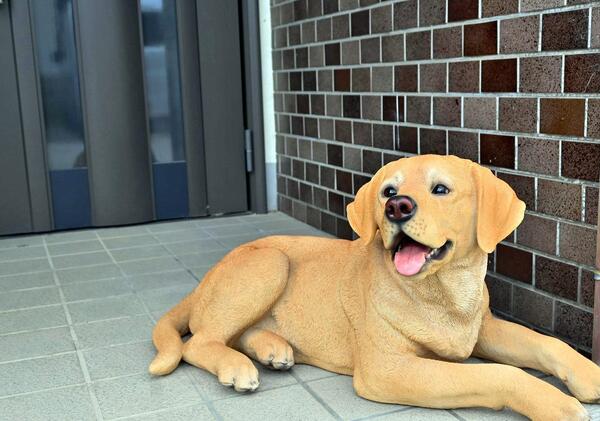 ついに再販開始 ラブラドール いぬ 犬置物 かわいい置物 犬の置物大型犬 朔太郎お庭や玄関 お部屋にもどうぞ 本物のような置物 Fucoa Cl ついに再販開始 ラブラドール いぬ 犬置物 かわいい置物 犬の置物大型犬 朔太郎お庭や玄関 お部屋にもどうぞ 本物のような置物 Fucoa Cl