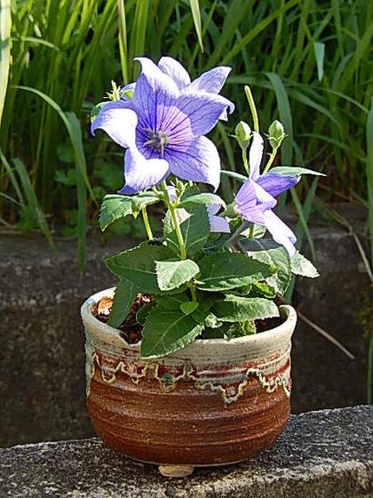 楽天市場】2025年7月開花 原種キキョウ ポット苗 山野草 桔梗