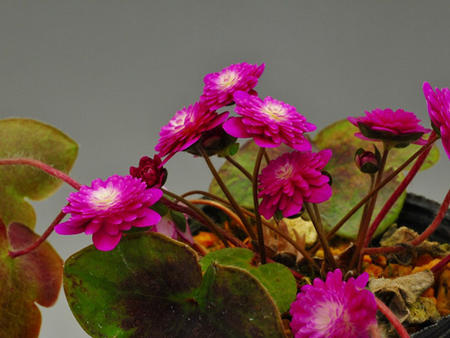 楽天市場】早春の山野草 花芽付き！雪割草(ミスミ草）の寄せ植え 2026