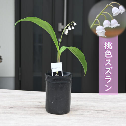 楽天市場】2025年新入荷希少 ニホンスズラン 苗 鈴蘭 日本