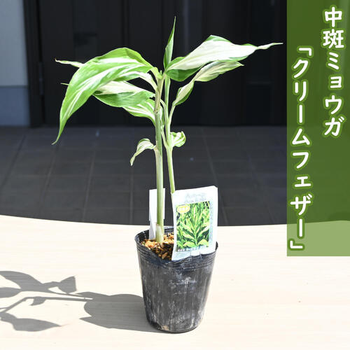 楽天市場】ミョウガみょうが茗荷薬味苗ミョウガ茗荷苗 : 園芸